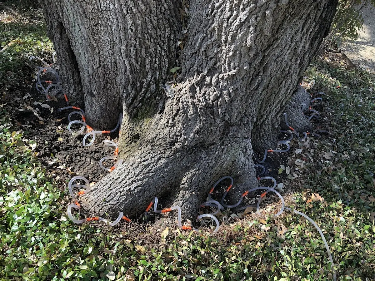 Detailed Tree Cabling and Bracing job site in West Newbury