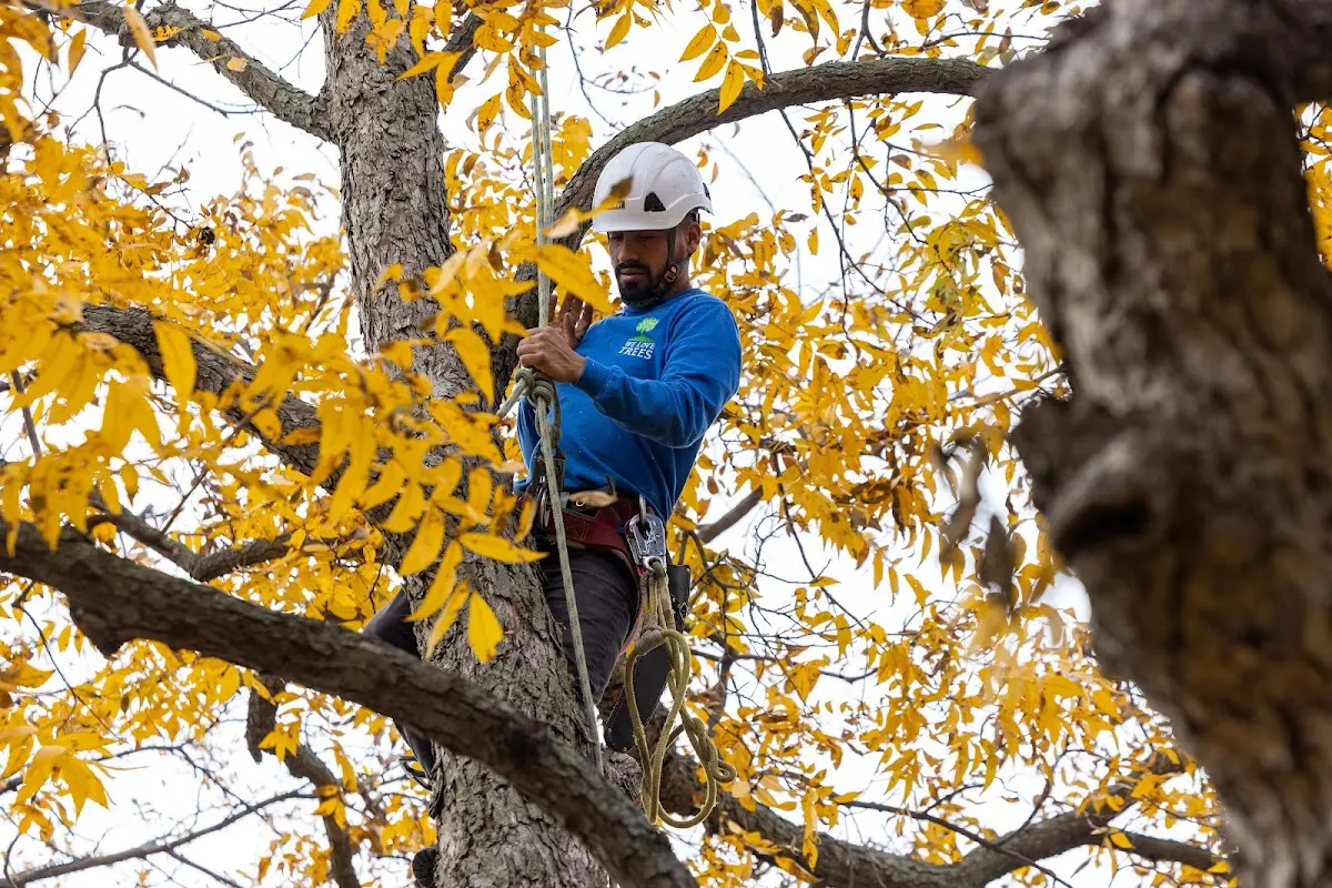 Skilled Tree Pruning crew working in West Newbury